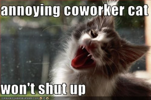 Annoying Cat Molly Animals