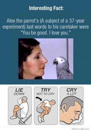 ... Fact: Alex the Parrot’s last words were… You be good I love you