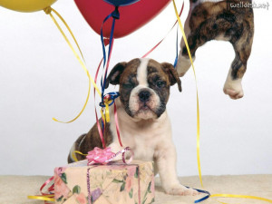 Wallpapers Get Carried Away on Your Birthday, free photos for PC ...