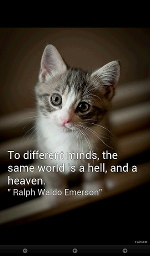 Inspirational Kittens...