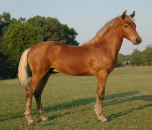 the morgan horse is one of the earliest horse breeds developed in the ...