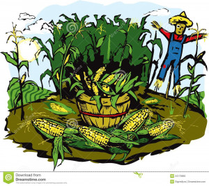Corn Field Clip Art With...