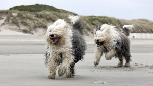 Big Fluffy Dog Breeds