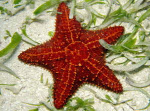 Wonderful red sea starfish