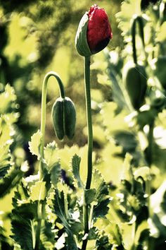 Feelings Down, Armstrong Photography, Feelings Blah, Horrible Stuff