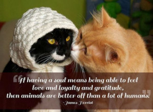 ... Feel Love And Loyality And Gratitude, Then Animals Are Better Off Than