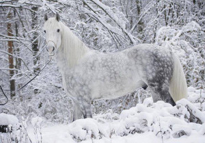 Absolutely Magnificent Horse.