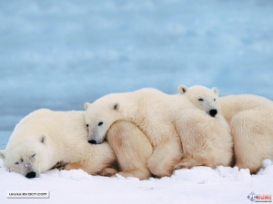 搞笑趣味动物屏保 （ 10 /10）