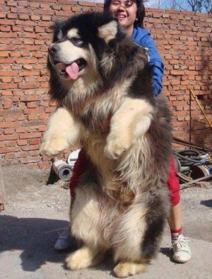 growing tibetan mastiff Worlds Most Expensive Dog: Tibetan Mastiff