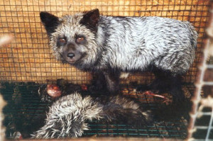 an animal on a fur farm or one who was trapped in the wild, every fur ...