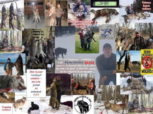 The photos say it all. The wolf killers come right out and admit it ...