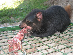 Tasmanian Devil Eating A Kangaroo Tasmanian Devils Feeding On A