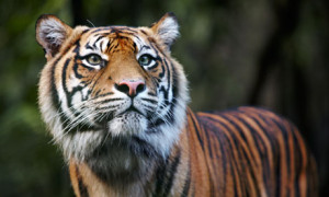 Sumatran tiger, one of thousands of species threatened by palm oil ...