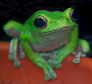 Happy Green frog ( © @Doug88888)