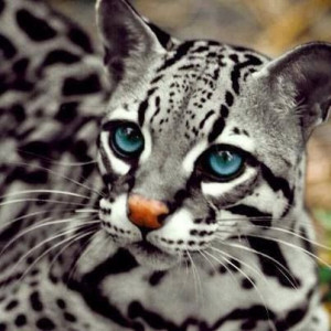 beautiful blue eyed cat