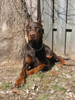 Pictures of my Doberman-picture-017.jpg