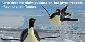 Penguin Love Quotes Penguin quotes