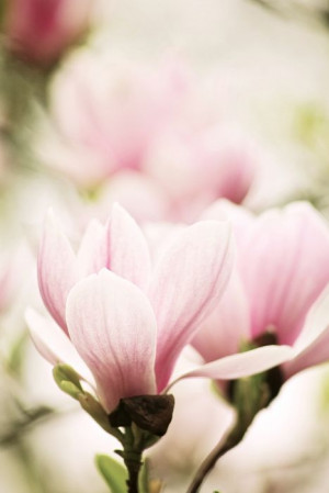 Pink flowers Pink Flower, Nature Beauty, Delicate Nature, Magnolias ...