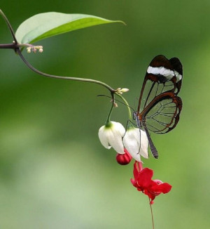 ... , Glasswing Butterflies, Bleeding Heart, Flower, Dragonflies