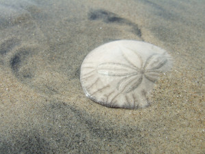 Sand Dollars from Heaven