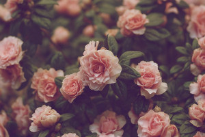 ... Cool hipster flowers nature scenery instagram roses pink roses