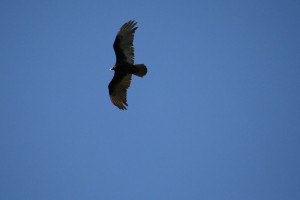 Bird in flight, species unbeknownst to photographer. (Cheryl Howard ...