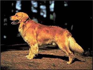 Labrador Retriever Dogs Chat Forum Board Dogs Puppies