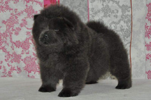 chow chow puppies for sale gbwpd jpg