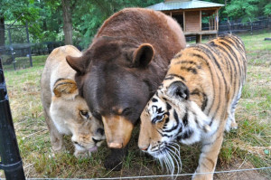 Lion, tiger, bear are best friends at Georgia exotic animal sanctuary
