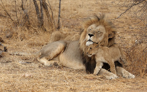 Wild Africa Lion And Zebra