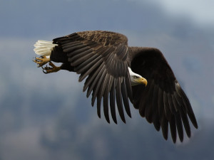 the biggest animals kingdom eagle eagles are large birds of prey ...