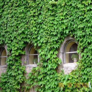 Green Boston Ivy seeds creeper seeds climbing plant for DIY home