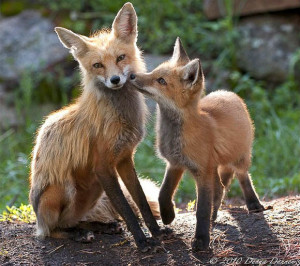 Fox Animal Quotes
