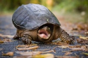 Turtle Funny Info & Pictures-Images