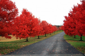 ... Addiction, Red Trees, Beautiful View, Fall Colors, Autumn Leaves, Red