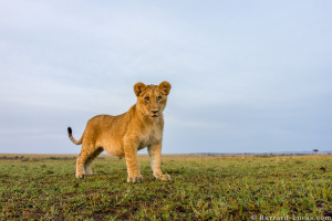 Lioness And Lion Funny Cub