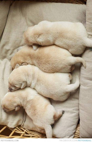 Related Pictures cute dogs cuddling