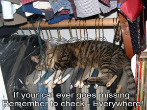 ... your cat over goes missing remember to check - Everywhere - Cat Quote