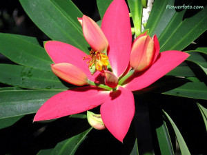 Tropical Flower Tattoo Designs