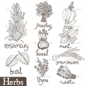 ... , Art Ideas, Herbs Drawing, Culinary Herbs, Basil Herbs, Design