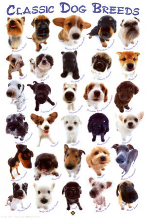 Select Your Dog Breeds by