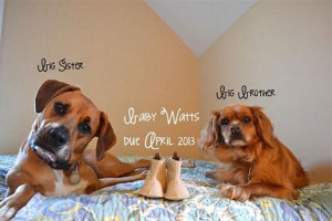 Funny We Are Having a Baby Announcements