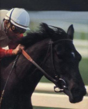 Ruffian 69 Of 300 More Ruffian Pictures