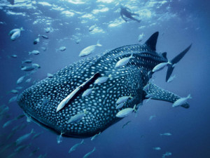 ... ballena azul. (Brian Skerry). Blue whale shark. (Brian Skerry)Foto