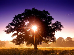 There is an amazing tree that shows up Scripture. The tree of life.