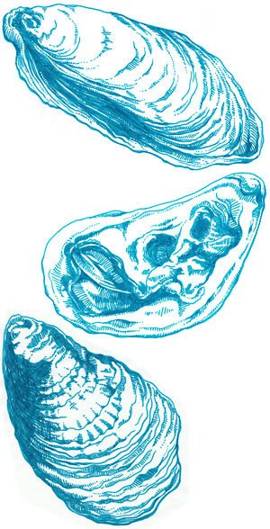Hand-drawn, custom oyster illustrations by Arielle.