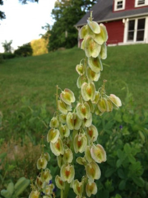 What is this gorgeous, exotic pale yellow flower head, sticking up ...