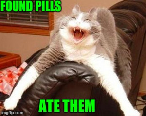 Crazy Cat - Found Pills | image tagged in crazy,funny,cats,memes