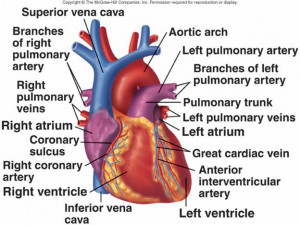 Cardiovascular System I: Heart