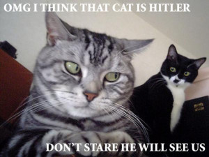 Funny Cats